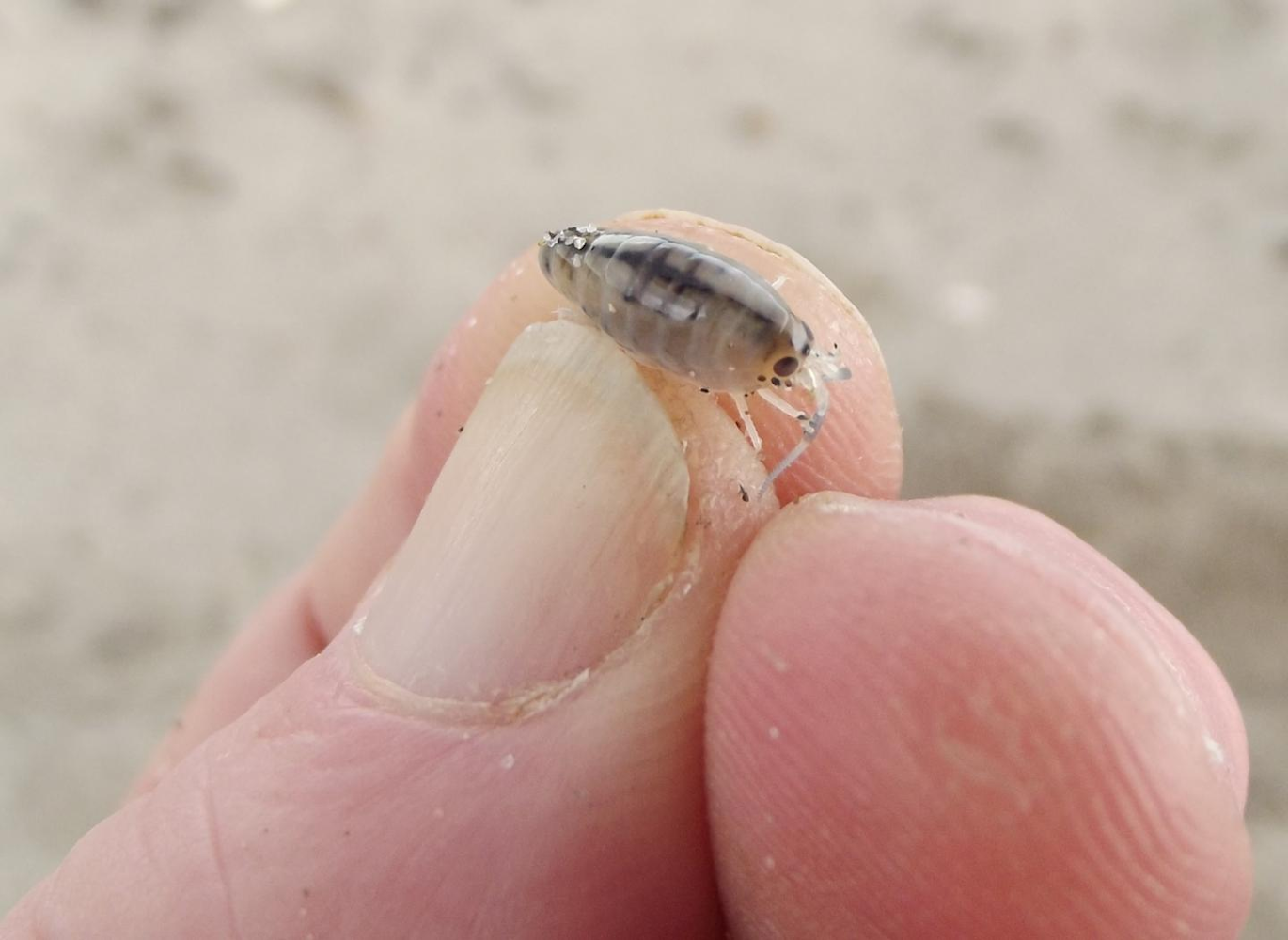 Anyone use sand fleas for bait? - The Hull Truth - Boating and