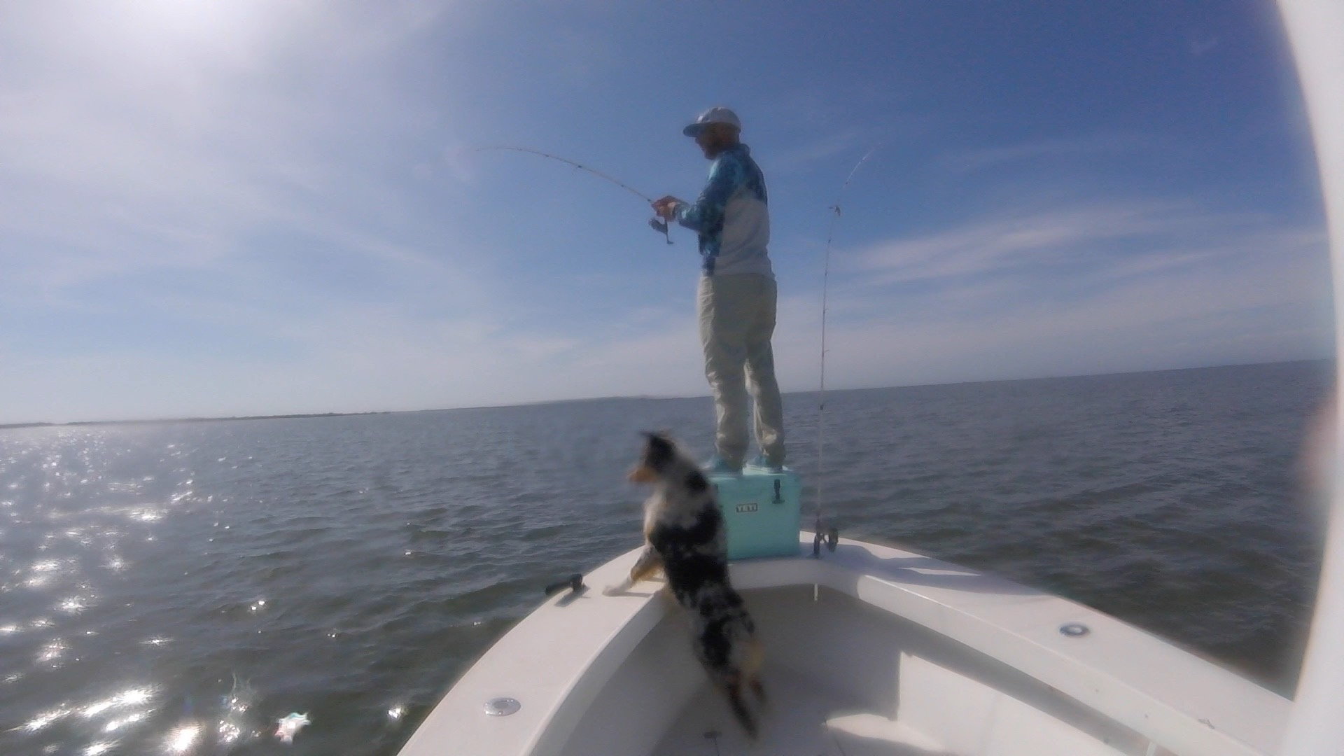 Bringing dog on off shore fishing trip? - Page 2 - The Hull Truth