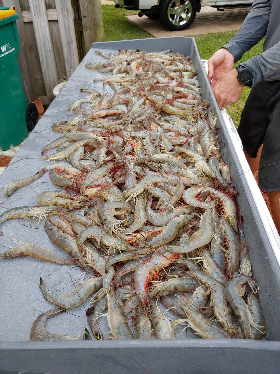 Castnetting Shrimp