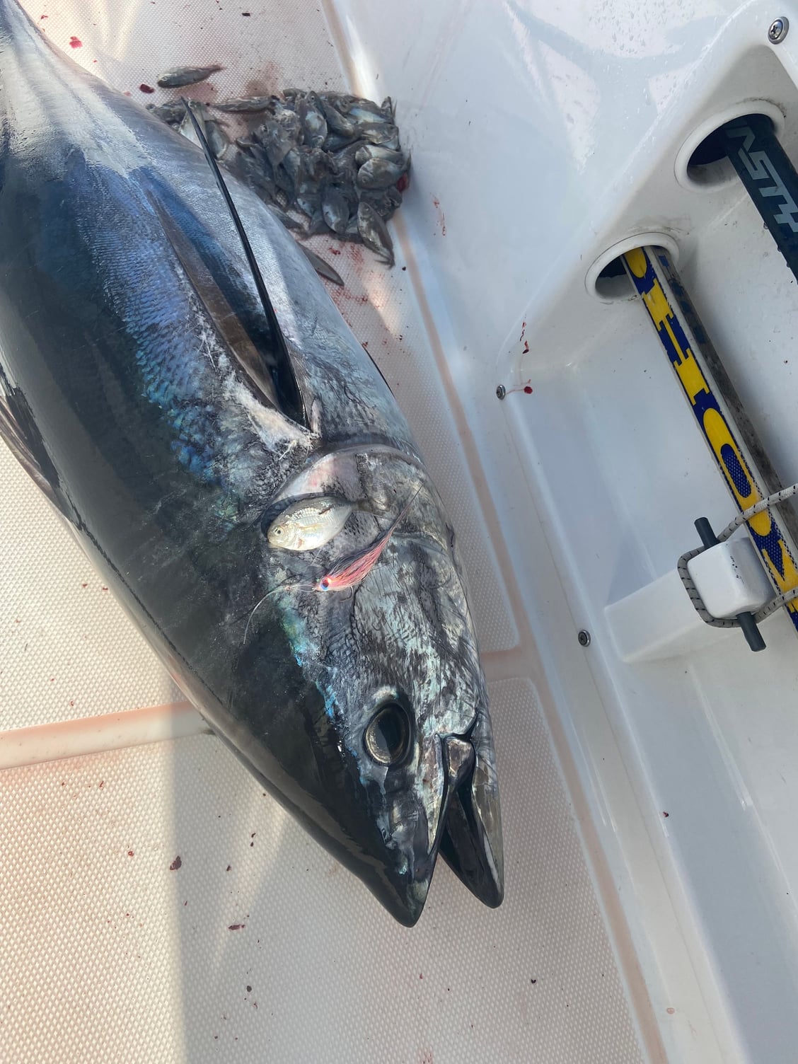 Bluefin Lures - The Hull Truth - Boating and Fishing Forum