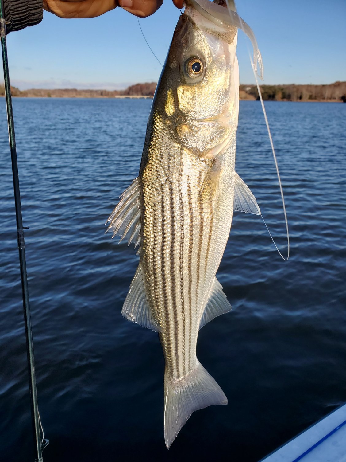 Striper Lures - The Hull Truth - Boating and Fishing Forum