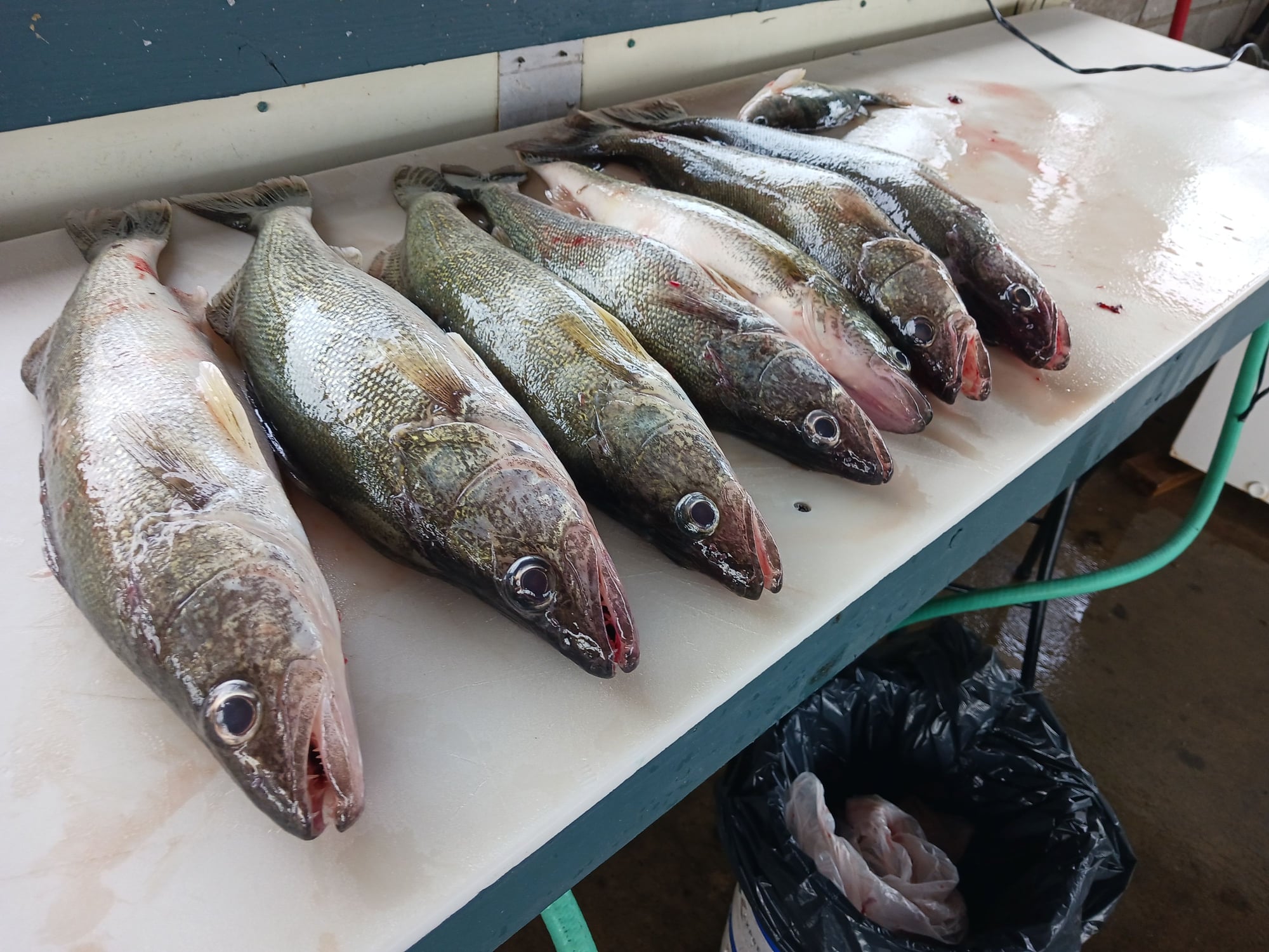 Western Lake Erie fishing report. - Page 124 - The Hull Truth - Boating and  Fishing Forum