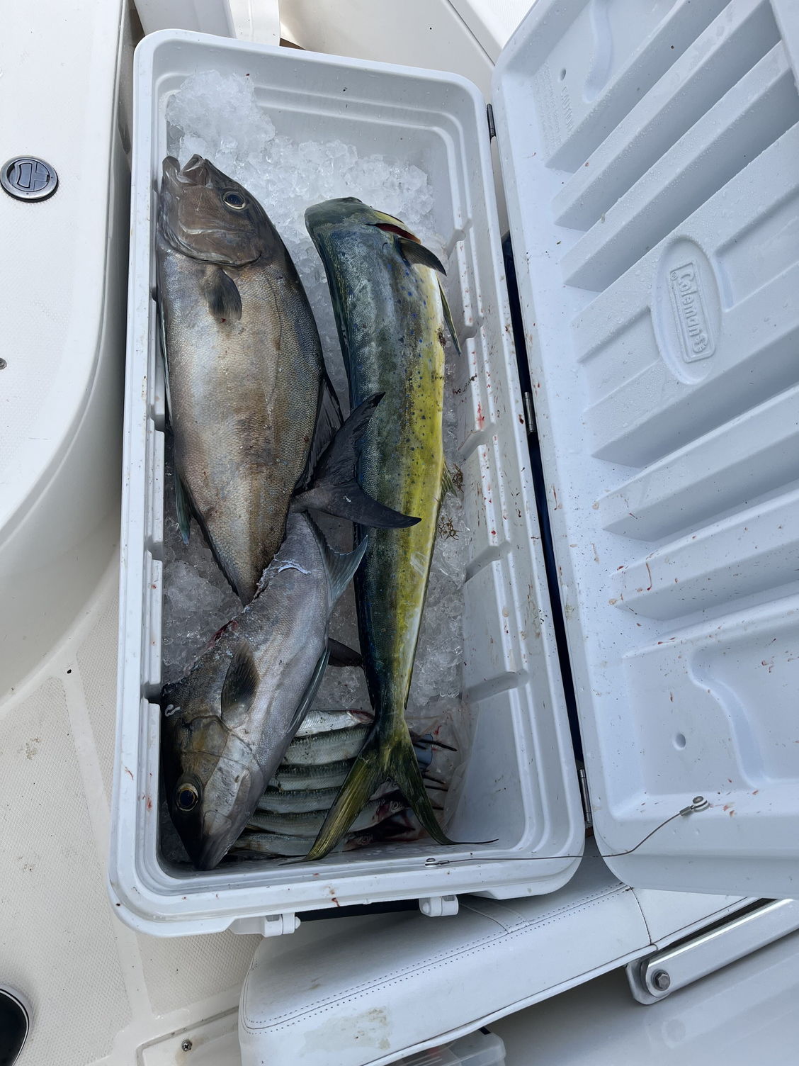 Beaufort/ Hilton Head/ Savannah Offshore Fishing Reports
