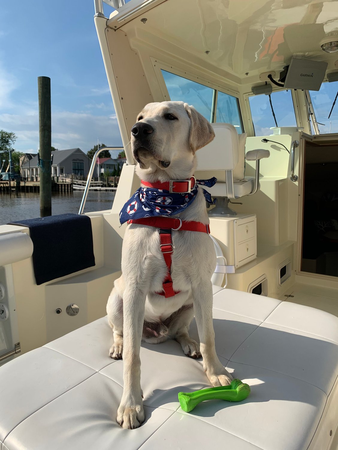 Dog on your boat The Hull Truth Boating and Fishing Forum