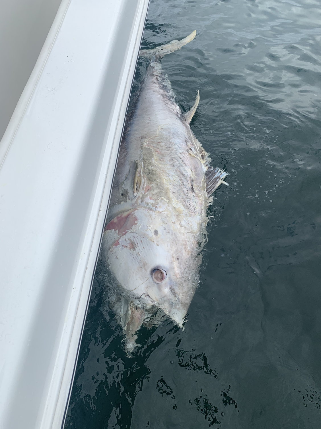 Black fin Tuna Stomach Liquid - The Hull Truth - Boating and Fishing Forum