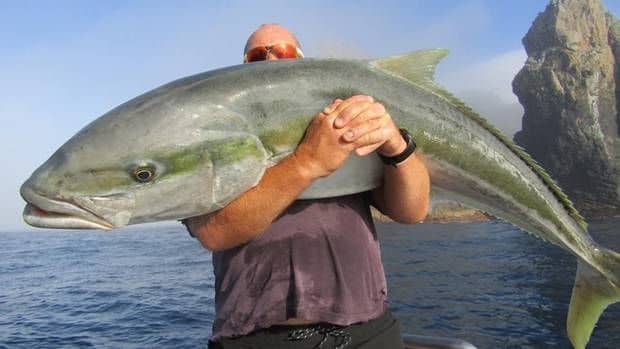Big Yellowtail - The Hull Truth - Boating and Fishing Forum