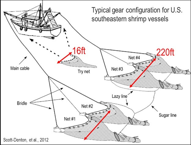 Shrimp Trawl Bycatch: Virginia vs North Carolina - The Hull Truth