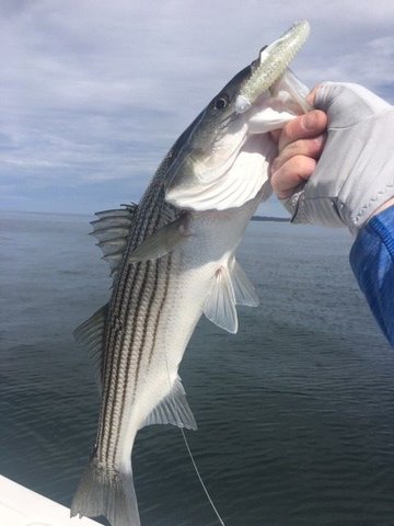 Fall Striper Fishing on Western Long Island Sound - On The Water