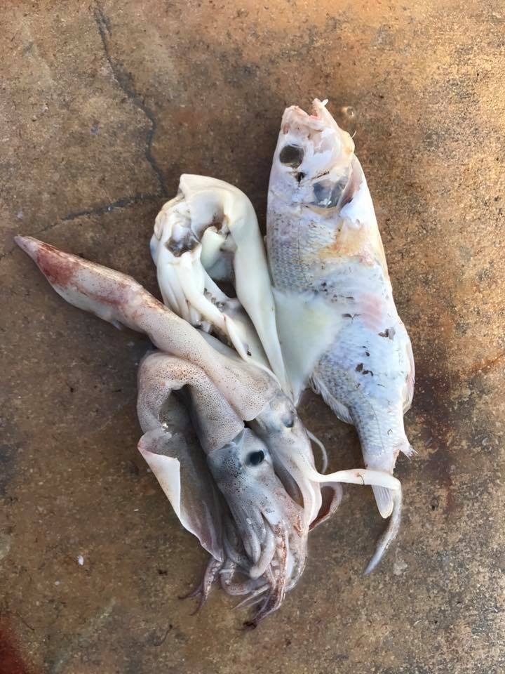 Swordfish Lets see what they eat The Hull Truth Boating and