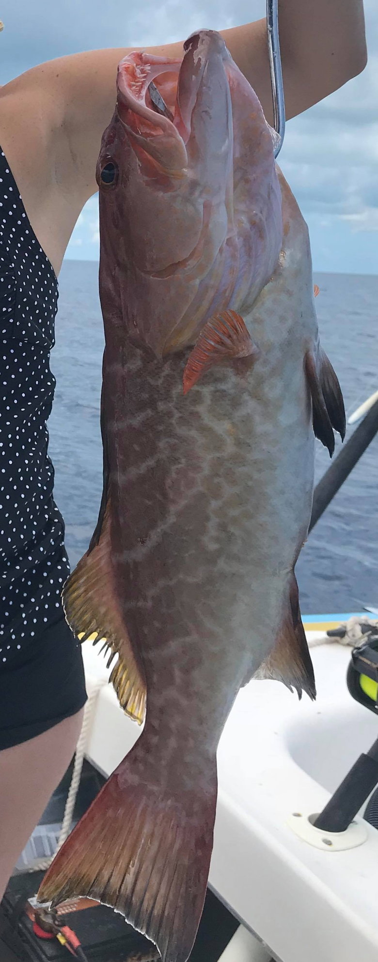 Snapper ID needed - The Hull Truth - Boating and Fishing Forum