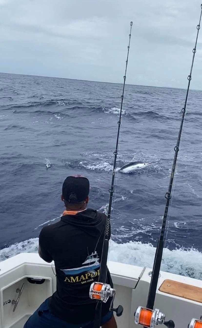 Red Tuna  Tease Me Sportfishing from the Dominican Republic