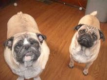 My Pugs Trucker &amp; Trudy