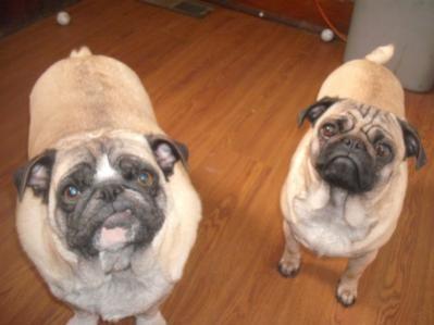 My Pugs Trucker &amp; Trudy