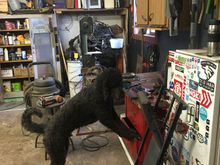 Freddy already searching for the 10 mm socket