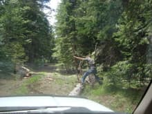 pullin tree out of road