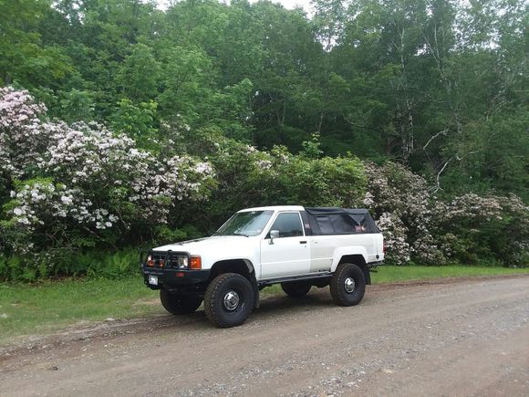 The mountain laurel is in full bloom now.