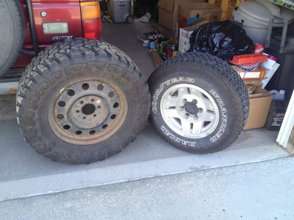 Little comparison 33" beside these little guys.