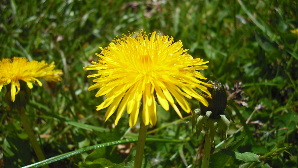 Dandelions could be used for tire rubber [Image: Flickr user jolly_janner]