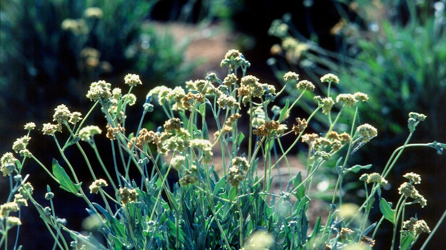 Guayule plant [Image: U.S. Department of Agriculture via Flickr]
