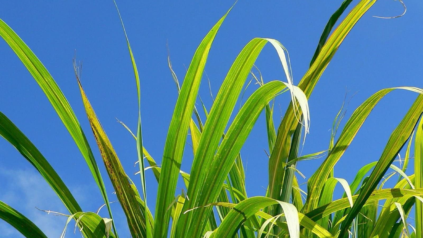 Biofuel crops (photo: Texas A&M University biofuels research alliance)